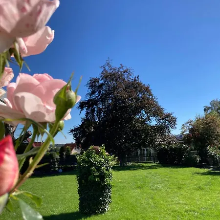 Platzhirsch-bei-der-purpurbuche